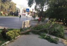 Güclü külək Binəqədidə ağacları aşırıb – Foto