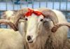 Ölkə üzrə qurbanlıq məntəqələr müəyyənləşdi – TAM SİYAHI qurban-bayrami-qurbanliq-kesim-menteqeleri-aqta