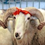 Ölkə üzrə qurbanlıq məntəqələr müəyyənləşdi – TAM SİYAHI qurban-bayrami-qurbanliq-kesim-menteqeleri-aqta