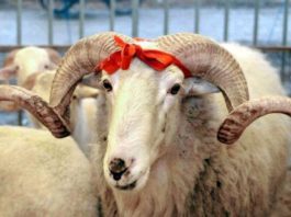 Ölkə üzrə qurbanlıq məntəqələr müəyyənləşdi – TAM SİYAHI qurban-bayrami-qurbanliq-kesim-menteqeleri-aqta