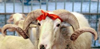 Ölkə üzrə qurbanlıq məntəqələr müəyyənləşdi – TAM SİYAHI qurban-bayrami-qurbanliq-kesim-menteqeleri-aqta