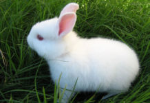 Uşaqlar üçün hekayə – Dovşan balası usaqlar-ucun-hekaye