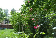 Xocalı, əsir sevgi, “evcik-evcik” oyunu… Qoruqbagi-kendi