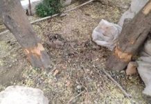 7-ci mikrorayonda sağlam ağacları qurutmaq üçün görün hansı hala salıblar – VİDEO agac-qurutma