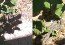 7-ci mikrorayonda yaşayış binasının həyətində ilanlar peyda olub bineqedi