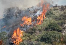 Binəqədidə 2-3 hektar sahə yanıb bineqedide yangin