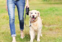 İtləri harada gəzdirmək olar? – DİN-dən açıqlama it