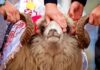 Qurbanlıq bazarında YENİ QAYDALAR qüvvəyə mindi qurban-bayrami