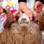 Qurbanlıq bazarında YENİ QAYDALAR qüvvəyə mindi qurban-bayrami