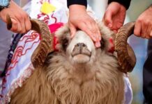 Qurban bayramında heyvanların satışı və kəsimi yerləri – Cədvəl qurban-bayrami