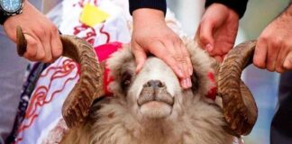Qurbanlıq bazarında YENİ QAYDALAR qüvvəyə mindi qurban-bayrami