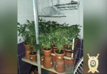 Binəqədi rayon sakinindən kultivasiya yolu ilə yetişdirilmiş 33 çətənə kolu götürülüb bineqedide-cetene-kol