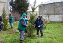 Binəqədidə kəsilən 6 sərv ağacının əvəzinə yeniləri əkilib – FOTO