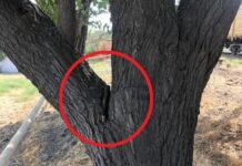 Binəqədidə mərmi aşkar edildi – FOTO