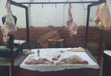 Binəqədidə qanunsuz heyvan kəsimi fəaliyyətinin qarşısı alınıb – FOTO