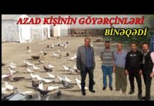 Binəqədidə yaşayan Azad kişinin göyərçinləri – VİDEO azad-kisinin-goyercinleri-bineqedi.png