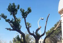 Binəqədidə ağacı qanunsuz budayan şəxs cəzalandırılıb bineqedi-agac.png