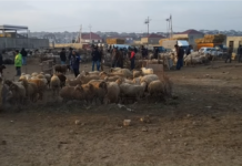Binəqədidə mal bazarı – Hər kəs heyvan satmağa rayonlardan bura gəlir – VİDEO bineqedi-mal-bazari