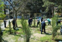 Binəqədi rayonunda ağacəkmə aksiyası keçirilib – Foto