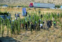Binəqədi Rayon İcra Hakimiyyətinin təşkilatçılığı ilə ağacəkmə aksiyası davam edir – Foto