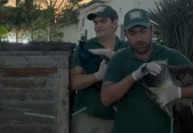 “AF Hotel”dəki həmin heyvanlar xilas edildi – Video