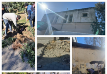 Binəqədidə abadlıq-quruculuq işləri aparılır – Foto